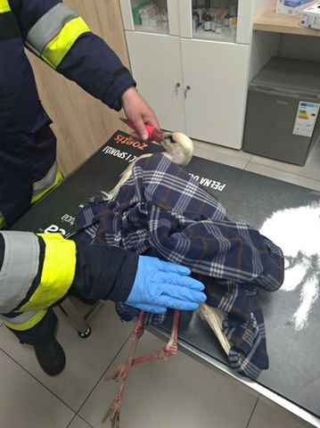 Strażacy pomagają rannemu bocianowi