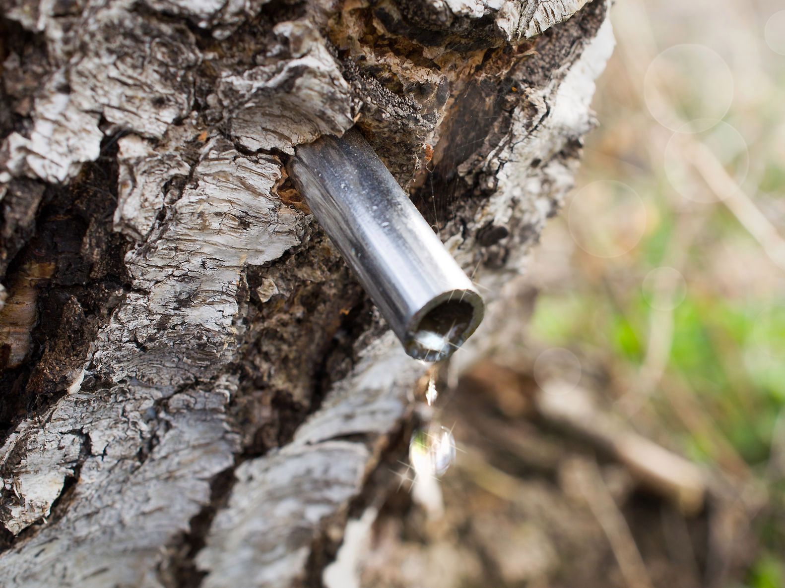 Sok z brzozy staje się coraz bardziej popularny ze względu na swoje właściwości prozdrowotne