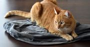 Kot śpi na twoich rzeczach? Oto prawdziwy powód