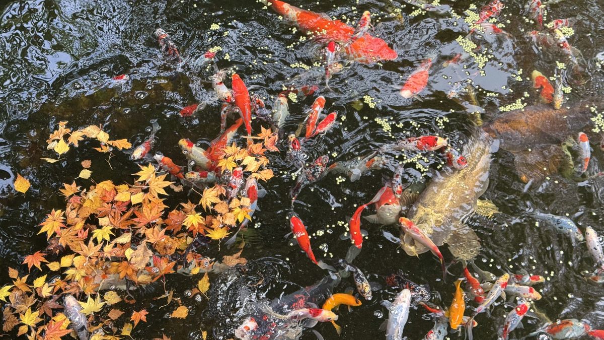 Close-up image of fish pond with calico patterned, shubunkin goldfish swimming with large Kohaku koi carp, floating fish food pellets and autumnal coloured Japanese maple leaves on water surface, feeding frenzy, elevated viewStock photo showing close-up, elevated view of Kohaku koi carp feeding on fish food pellets in pond beside calico shubunkin goldfish. On the surface if the pond are autumnal coloured leaves of yellow, orange and brown which have fallen from a Japanese maple (Acer palmatum ) tree.mtreasure