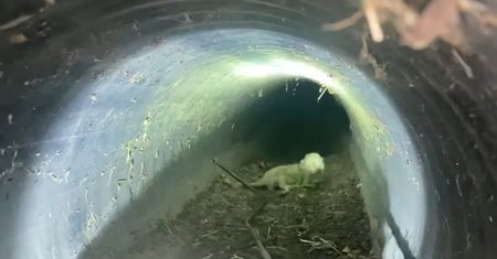 Uratowali dwa małe kotki. Nie uwierzysz, gdzie wlazły