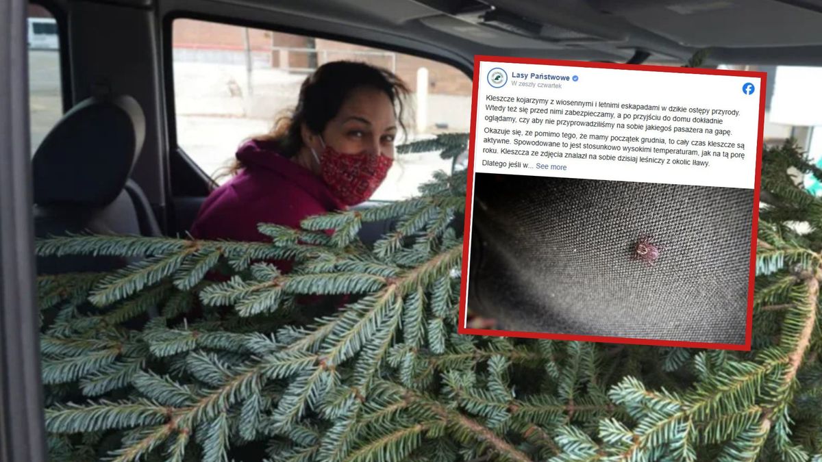 Żywa choinka na święta? Leśnicy ostrzegają przed nieproszonymi g