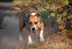 Amstaff zagryzł 12-latka. Prezydent Przemyśla zabrał głos