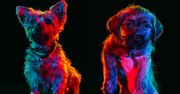 Sztuka w służbie zwierząt. Psychodeliczne portrety pomagają w adopcji piesków