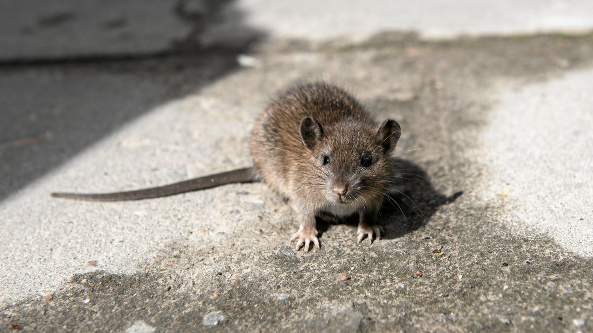 Inwazja szczurów w Sosnowcu (zdj. ilustracyjne)