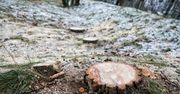 Poznań: Wycinka zdrowych i zadbanych drzew przy Lidlu? Miasto wyjaśnia