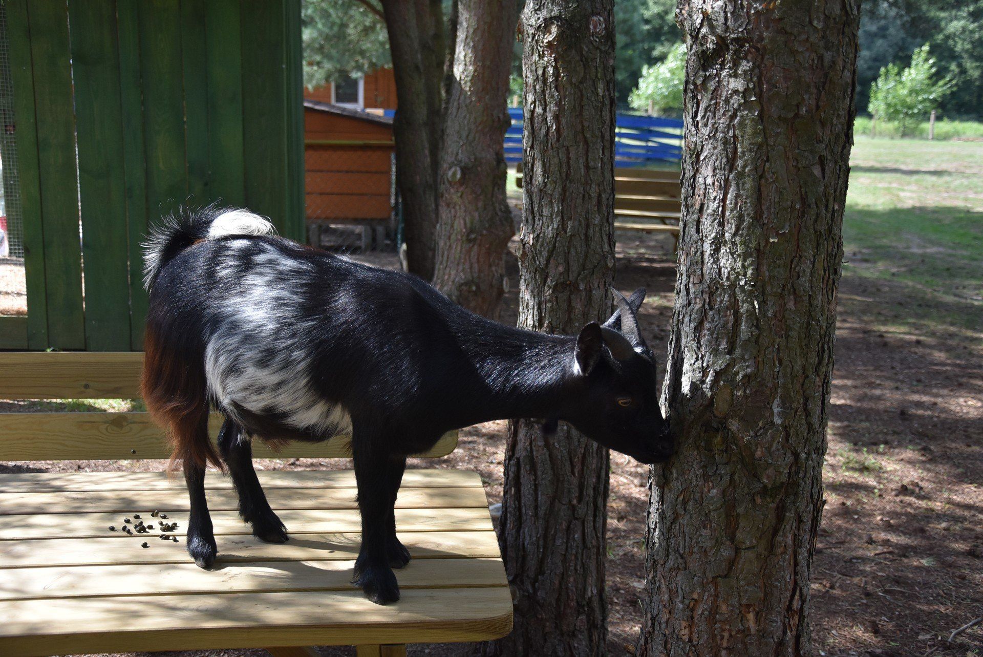 Podleśna Zagroda - Mini ZOO Mieścisko