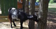 Mieścisko: Kózki, pawie i emu czekają na gości w Podleśnej Zagrodzie