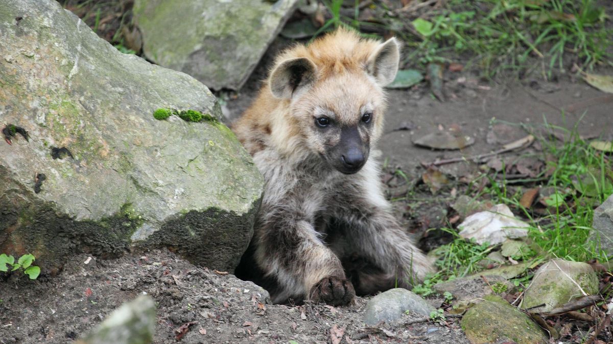 Szczenię hieny. Zdjęcie poglądowe