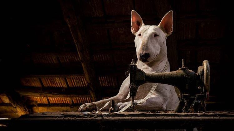 Podróże z psem po opuszczonych zakątkach Europy 1