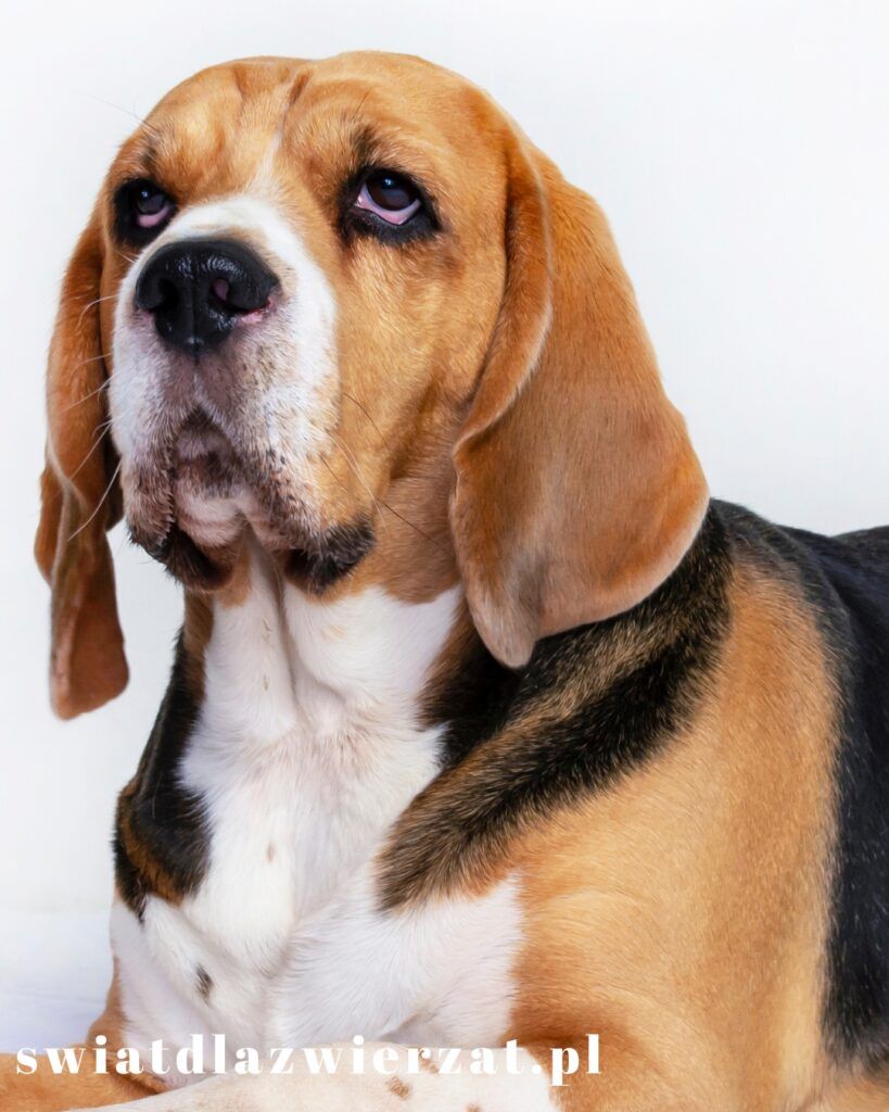 pies rasy beagle wygląd