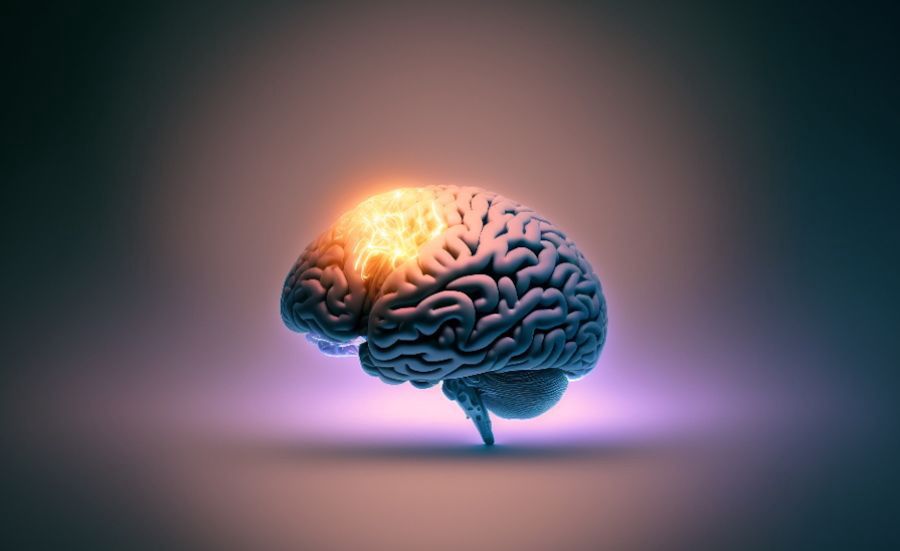 Pierwsza w historii mapa aktywności mózgu. Przy decyzjach się "rozświetla"