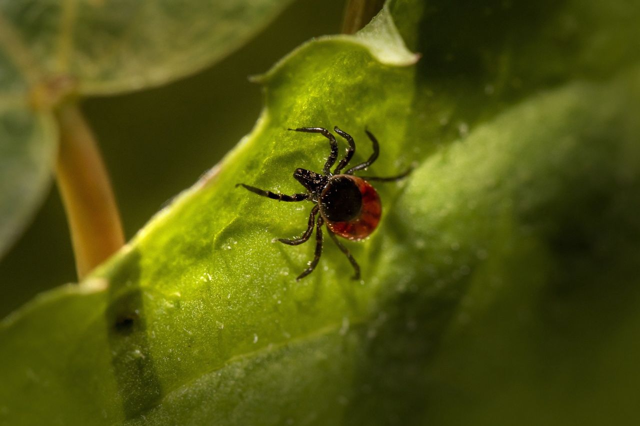 Ticks can be dangerous to health