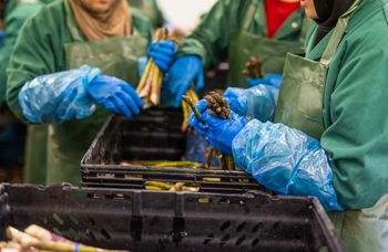 Niemcy chcą płacić mniej. Ucierpią też Polacy. "Wyzysk"