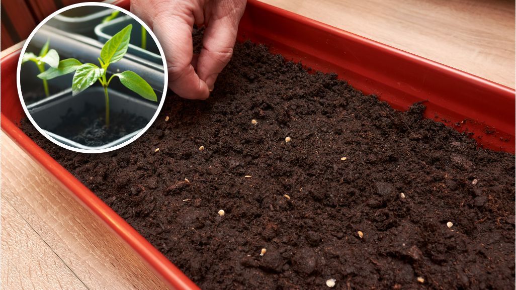 Kiedy wysiewać paprykę?