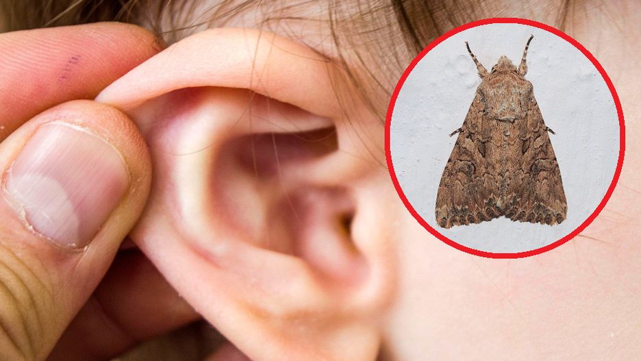 Laryngolog: te przedmioty dzieci wsadzają do ucha