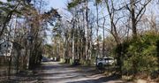 To jedno z najbardziej zielonych miast pod Warszawą. Zaskakuje już od pierwszego spaceru