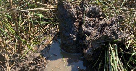 Kontrolowali pas graniczny. Na ten widok wezwali posiłki