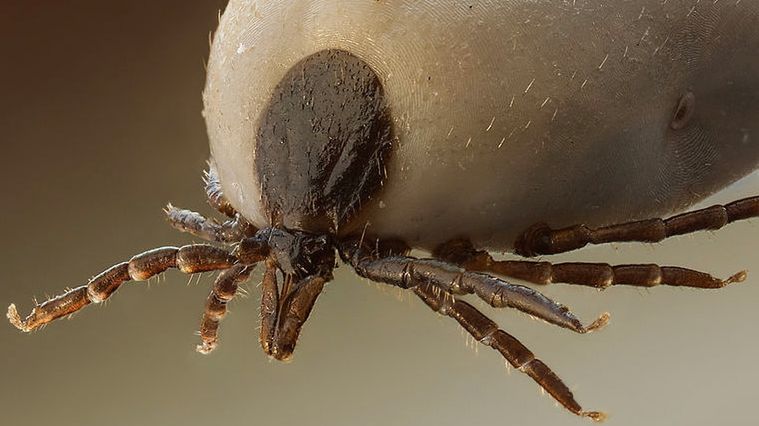 Jak wyciągnąć kleszcza?