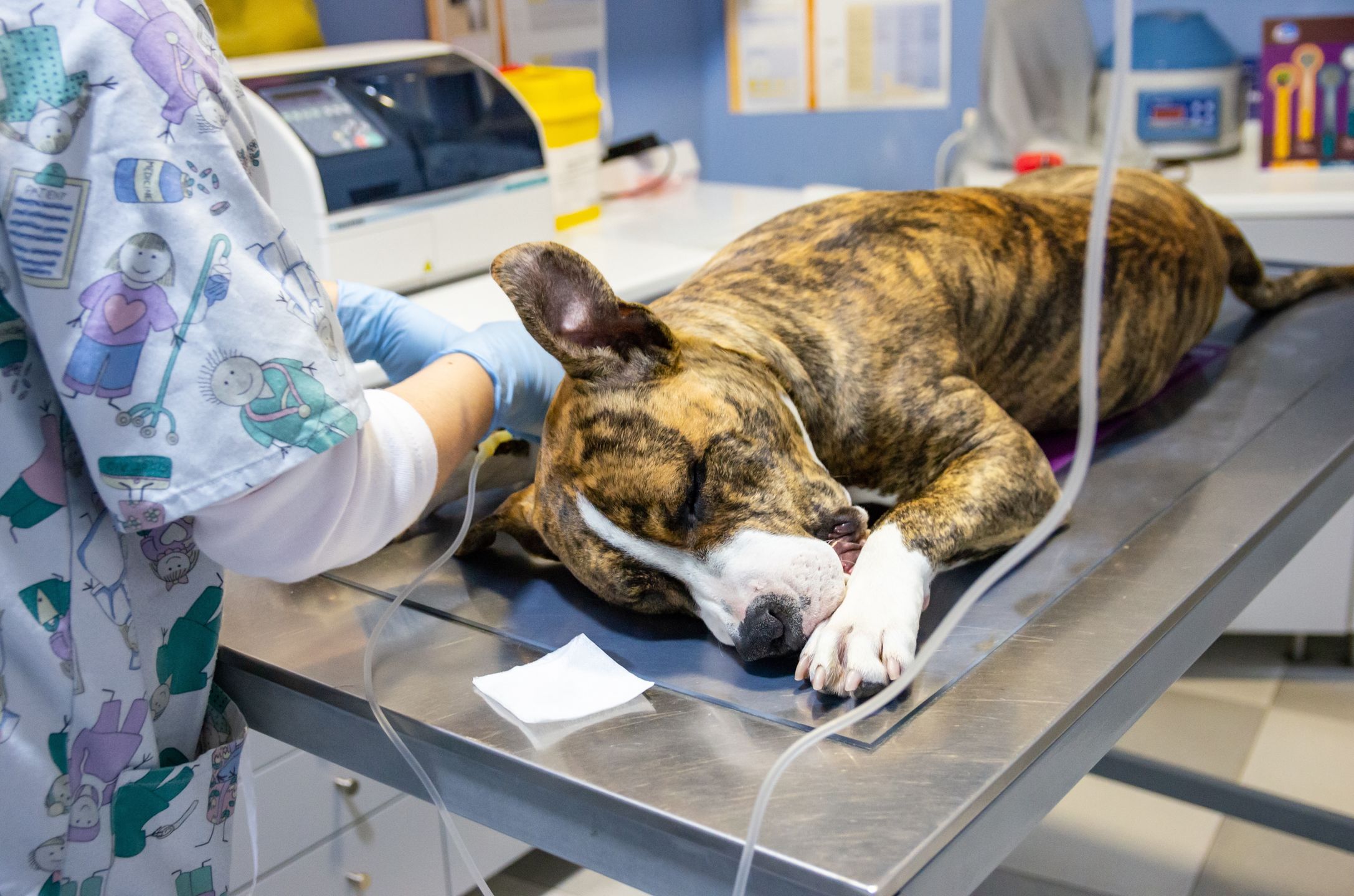 Sedated dog on an exploration table before an endovenous treatment
GaiBru Photo
sedated, dog, veterinarian, pet, vet, anesthesia, animal, medical, sick, care, canine, veterinary clinic, medicine, hospital, puppy, white, sedation, medicament, ill, treatment, animals, veterinary medicine, patient, professional, intravenous catheter, preoperative surgery, specialist, health care, sleep, exploration, pain, dog treatment, health, purebred, young, breed, table, veterinary, checkup, fur, gauze, compressor, vein, american staffordshire, sedated, dog, veterinarian, pet, vet, anesthesia, animal, medical, sick, care, canine, veterinary clinic, medicine, hospital, puppy, white, sedation, medicament, ill, treatment, animals, veterinary medicine, patient, professional, intravenous catheter, preoperative surgery, specialist, health care, sleep, exploration, pain, dog treatment, health, purebred, young, breed, table, veterinary, checkup, fur, gauze, compressor, vein, american staffordshire