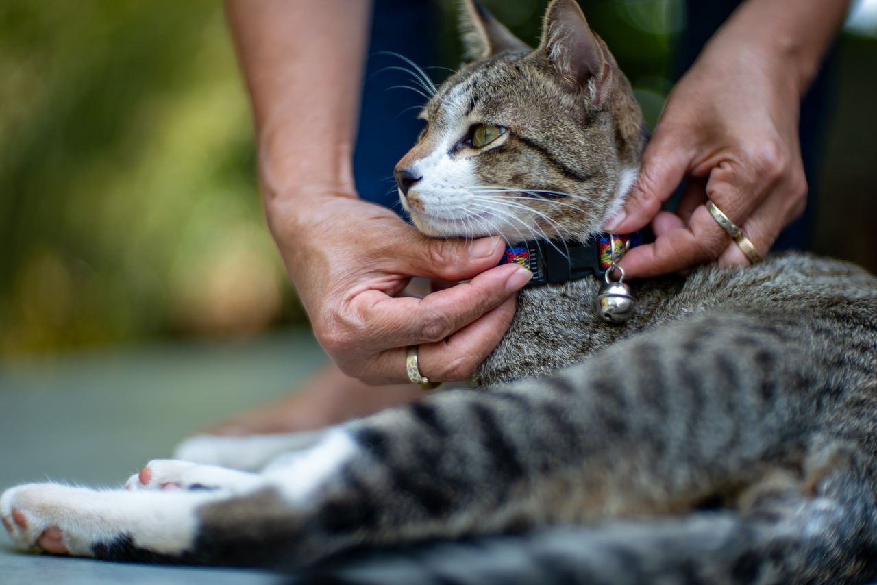 Cat with a collar