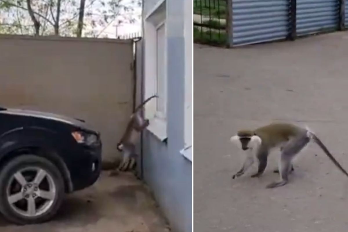 A drunk monkey bit passersby. Earlier, it escaped from a party.