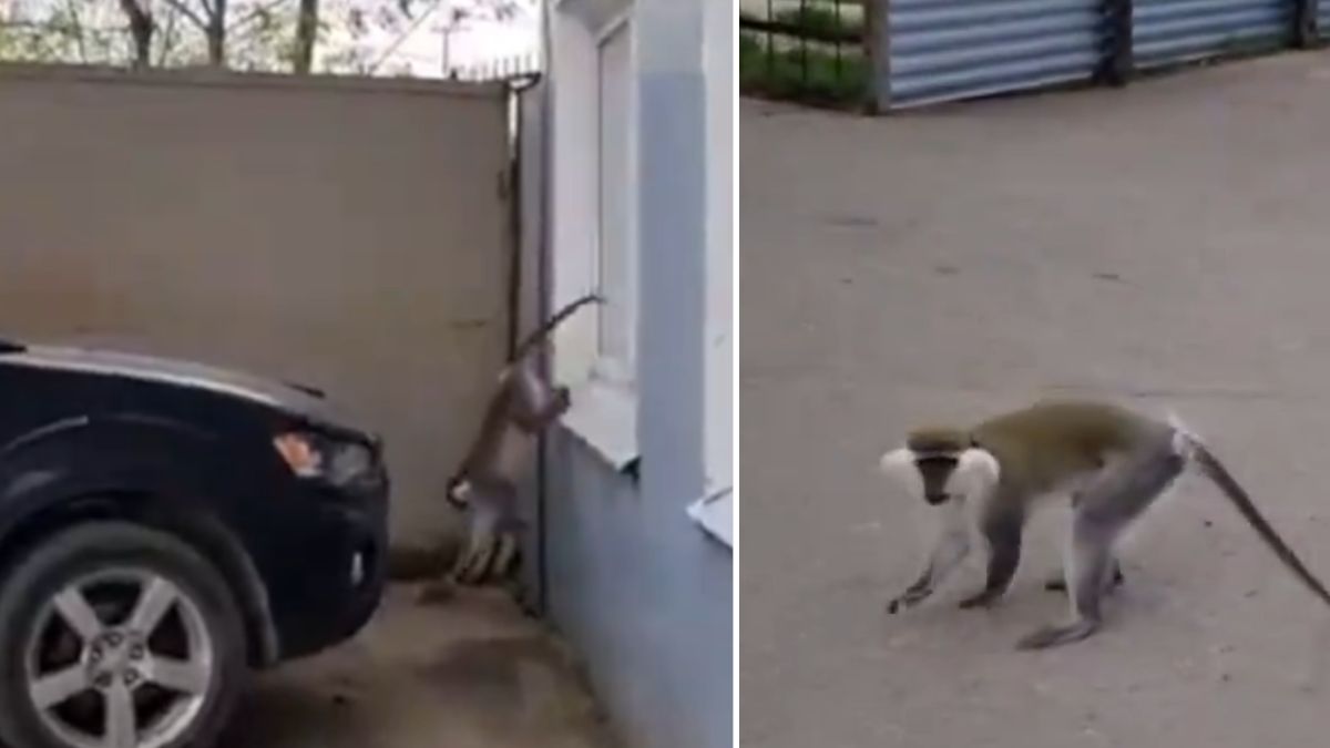 Pijana małpa pogryzła przechodniów.