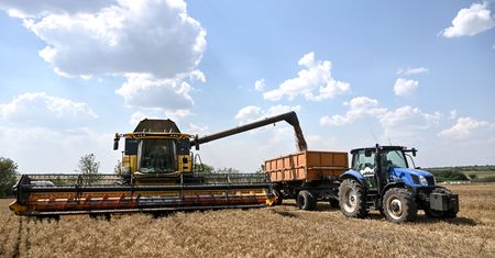 Szarańcza szaleje w Ukrainie. Polska szykuje plan awaryjny