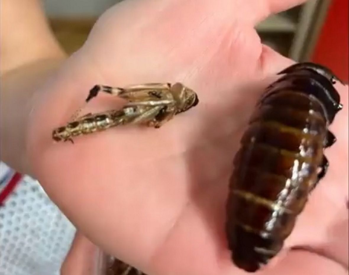 Dzieci dostały robaki do zjedzenia