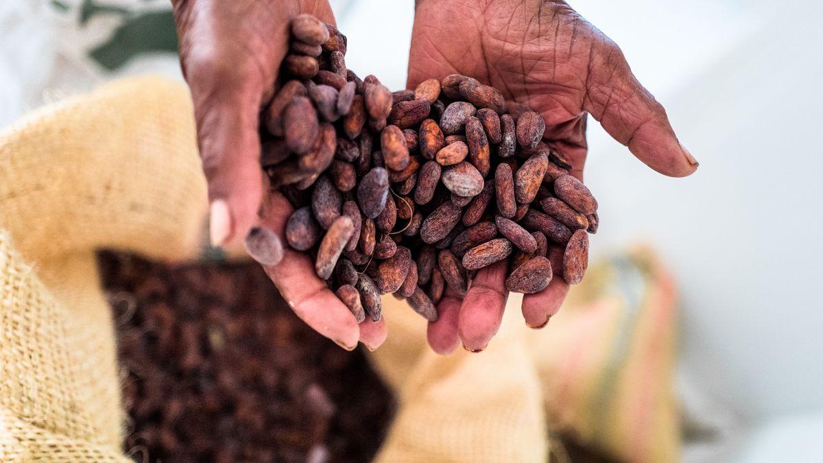 Zmiany klimatu zagrażają produkcji kakao