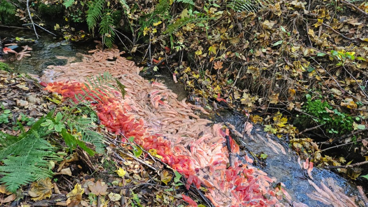 Porażające znalezisko w lesie w Wejherowie. Ktoś wyrzucił ikrę