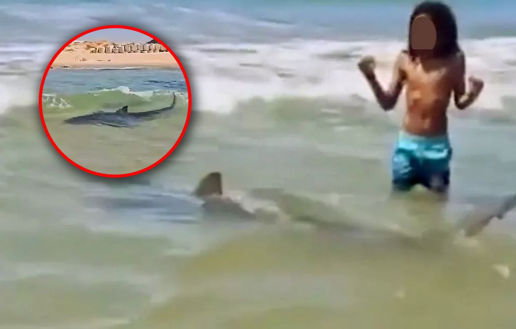 Atak rekina w Izraelu. Wiadomo, kim była ofiara