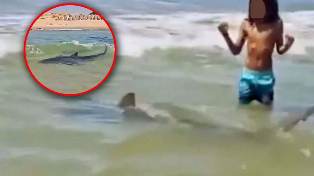 Izraelskie służby pokazały zdjęcia rekina pływającego koło ludzi