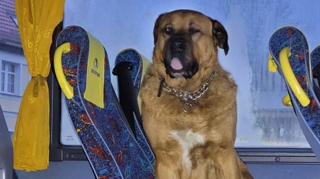 Pies wsiadł do autobusu