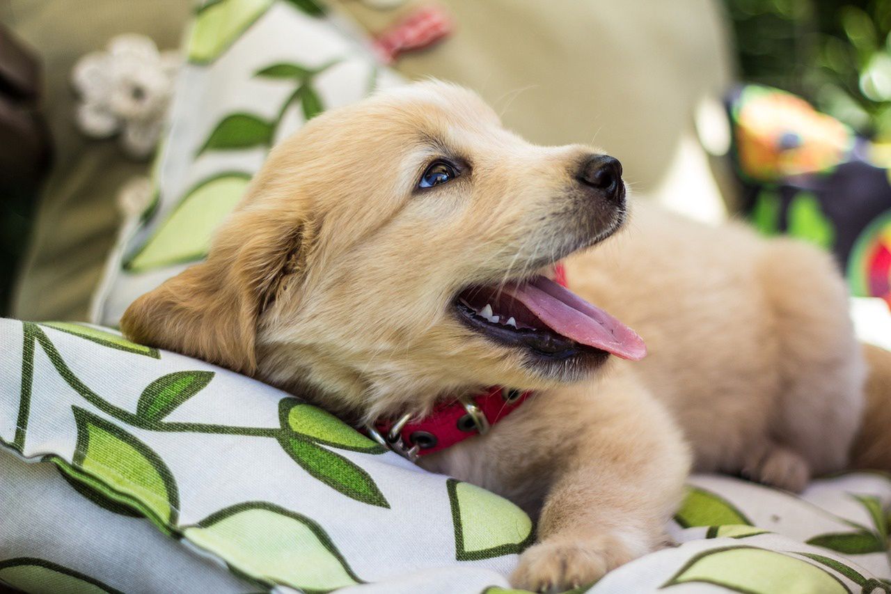 Najpiękniejsze i najdroższe rasy psów. Golden retriver