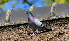 Absurd w Indiach. Gołąb oskarżony o szpiegostwo