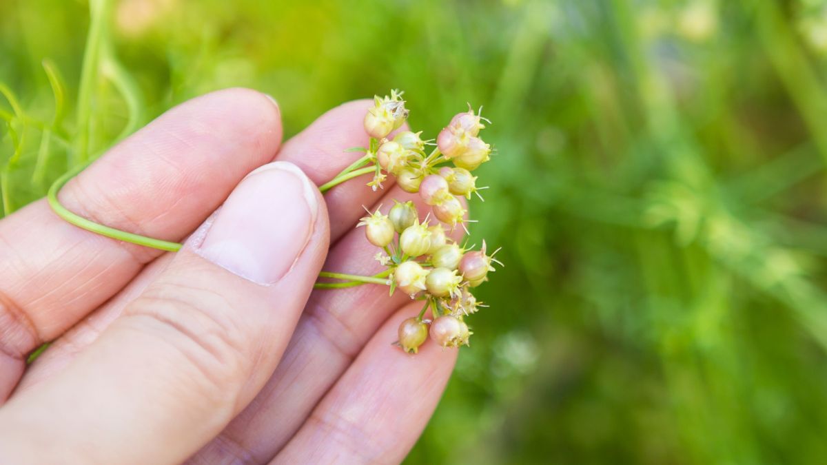 Świeże nasiona kolendry mają zapach nieprzyjemny, zyskują one na atrakcyjności dopiero po wysuszeniu