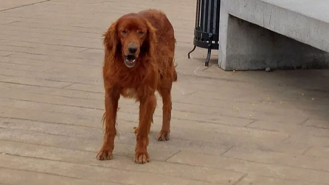 Bezdomne psy w Gruzji. Skąd taka skala problemu?