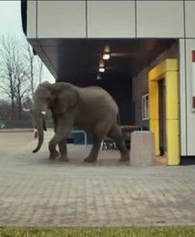 Dzika przygoda z kartą Moja Biedronka. Nowy konkurs w dyskoncie