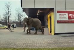 Dzika przygoda z kartą Moja Biedronka. Nowy konkurs w dyskoncie