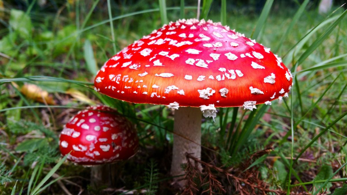 Zatrucie grzybami wymaga pilnej hospitalizacji, ponieważ zagraża życiu i zdrowiu.