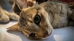 Sterylizacja i kastracja kota i kotki - wskazania, przygotowanie do zabiegu, opieka, zalecenia po zabiegu