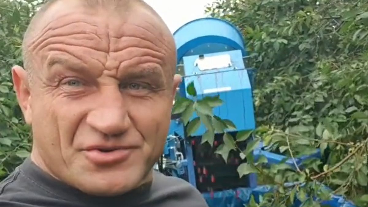 Mariusz Pudzianowski podczas zbiorów wiśni