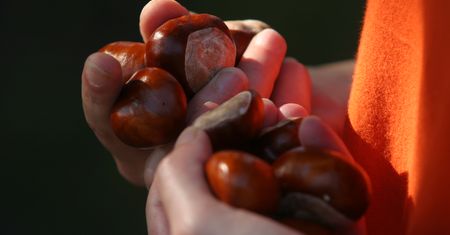 Na kasztanach można zarobić. Ile płacą w skupach?