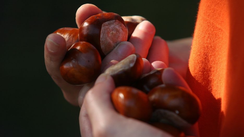 Za 300 kilogramów kasztanów można zarobić nawet 510 zł
