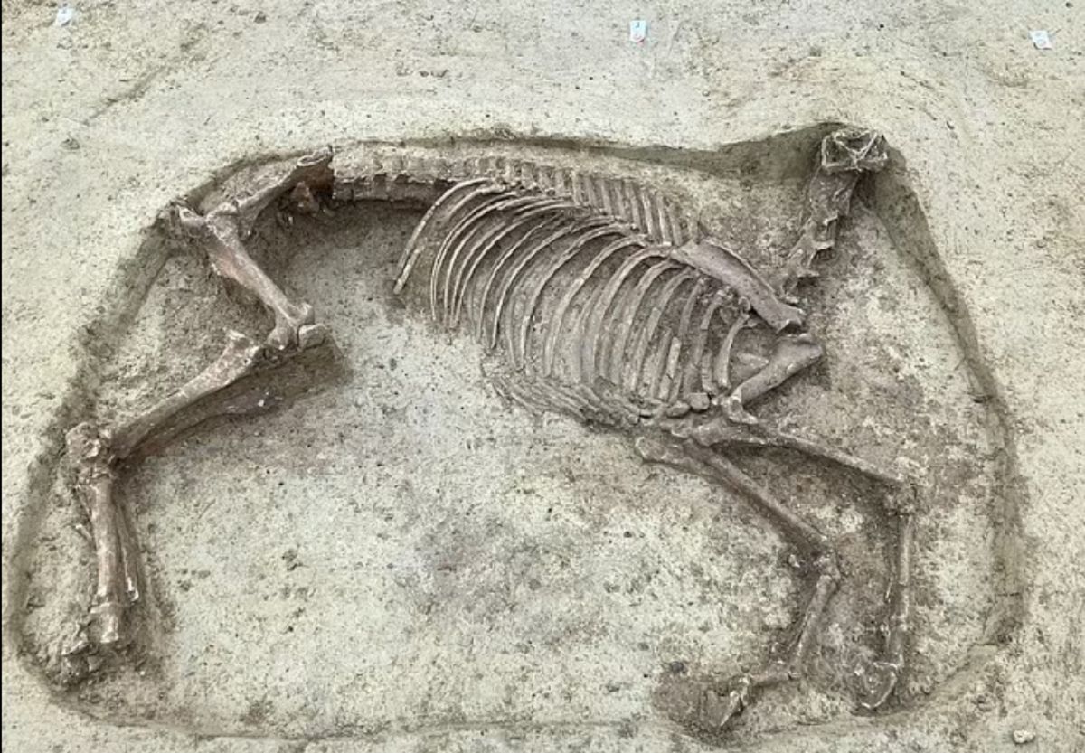 Tajemniczy szkielet odkryty w Niemczech. Pochodzi z średniowiecza