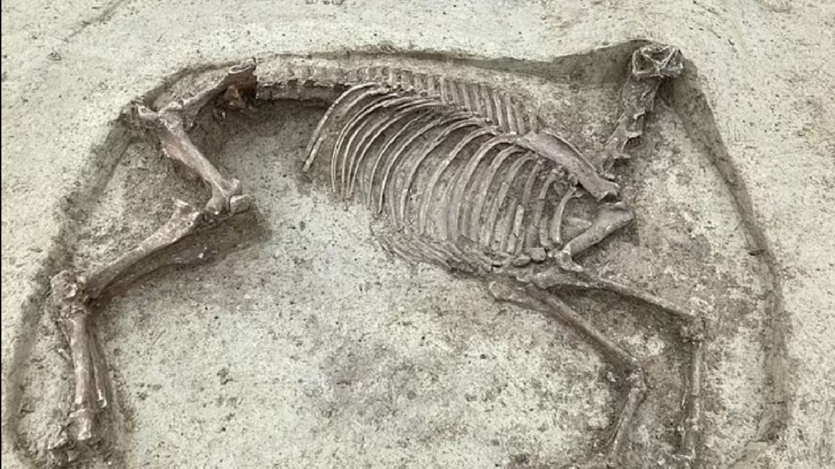 Tajemniczy szkielet odkryty w Niemczech. Pochodzi z średniowiecza