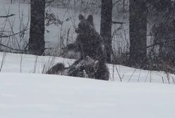 Zabawy młodych niedźwiedzi na polanie. Nagranie z Bieszczad
