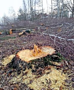 Wycieli chroniony las w Łebie. Dwie osoby z zarzutami