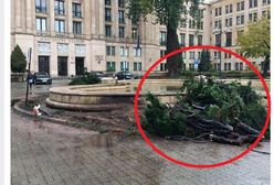 Stare drzewa powalone przed Ministerstwem Finansów. "Stan zdrowotny krzewów nie był dobry"